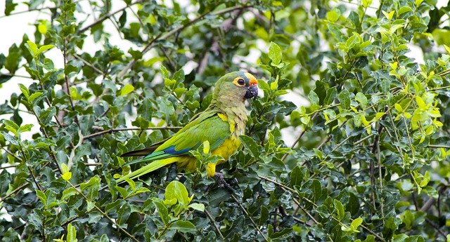 Free download Maritaca Bird Nature -  free photo or picture to be edited with GIMP online image editor