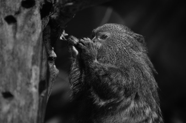 Free download Marmoset Animal Portrait Black -  free photo or picture to be edited with GIMP online image editor