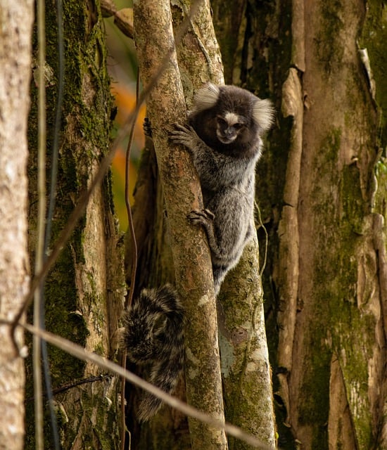 Free download marmoset animal tree wildlife free picture to be edited with GIMP free online image editor