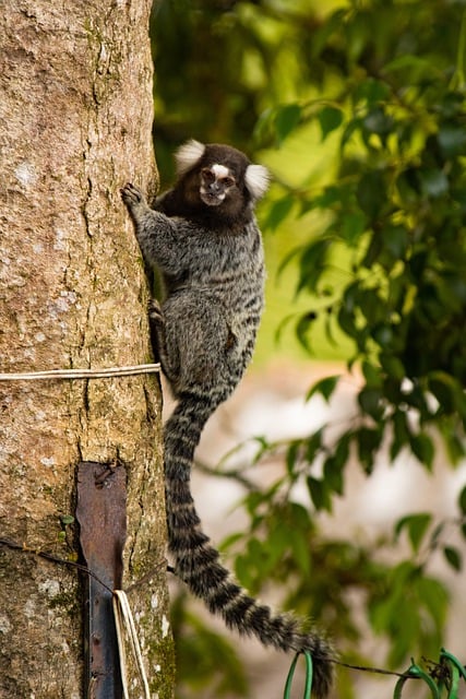 Free download marmoset monkey tree primate free picture to be edited with GIMP free online image editor