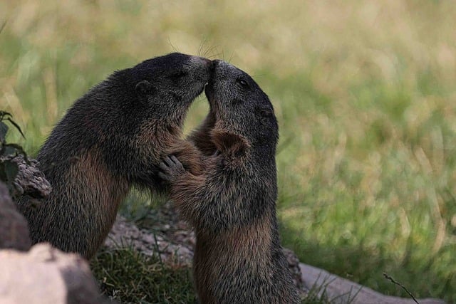 Free download marmot kiss love animals pair free picture to be edited with GIMP free online image editor