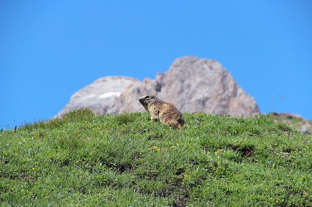 Free download Marmot Mountain -  free photo or picture to be edited with GIMP online image editor