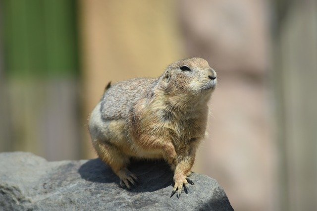 Free download Marmot Zoo Cute -  free photo or picture to be edited with GIMP online image editor