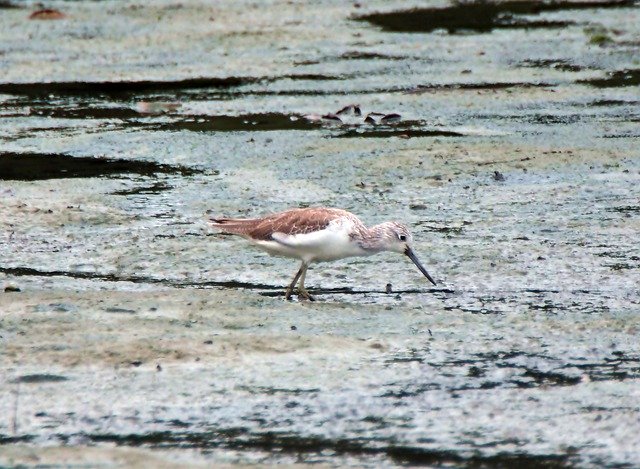 Free download Marsh Sandpiper Wild Bird -  free free photo or picture to be edited with GIMP online image editor