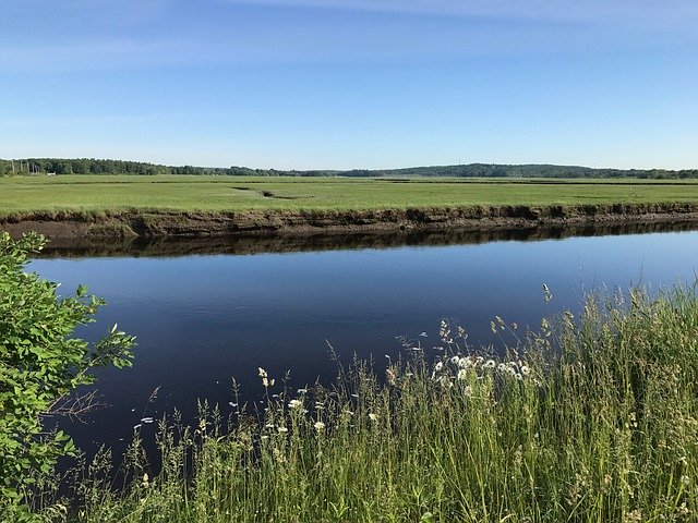 Бесплатно скачать Marsh Summer Green - бесплатную фотографию или картинку для редактирования с помощью онлайн-редактора изображений GIMP