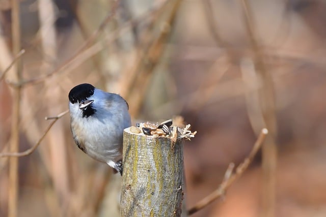 Free download marsh tit branch park tit spring free picture to be edited with GIMP free online image editor