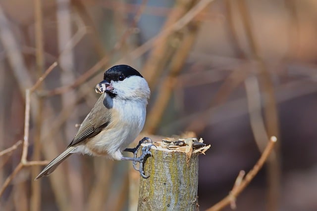 Free download marsh tit tit bird park spring free picture to be edited with GIMP free online image editor