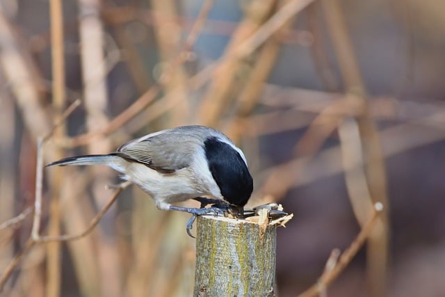 Free download marsh tit tit winter bird foraging free picture to be edited with GIMP free online image editor