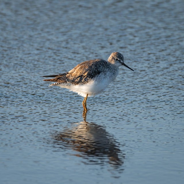 Free download marsh wagtail lake waterfowl free picture to be edited with GIMP free online image editor