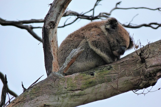 Free download marsupial koala sleeping branch free picture to be edited with GIMP free online image editor