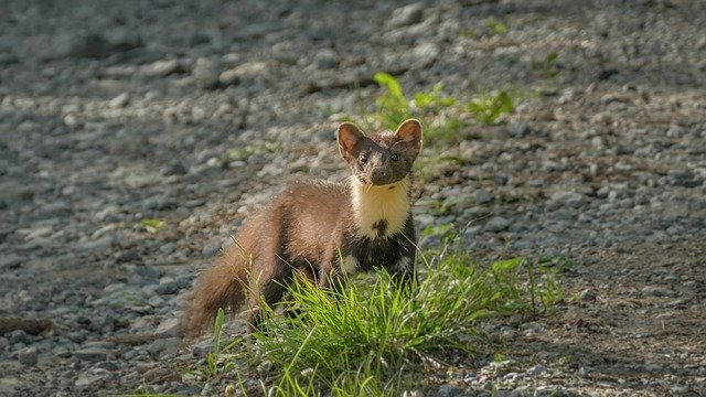 Free download Martre Alpes Du Sud Animaux Vallėe -  free photo or picture to be edited with GIMP online image editor