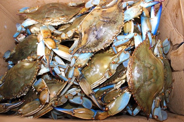 Free download Maryland Blue Crab Chesapeake -  free photo or picture to be edited with GIMP online image editor