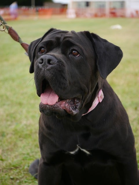 Free download mastiff cross domestic dog canine free picture to be edited with GIMP free online image editor