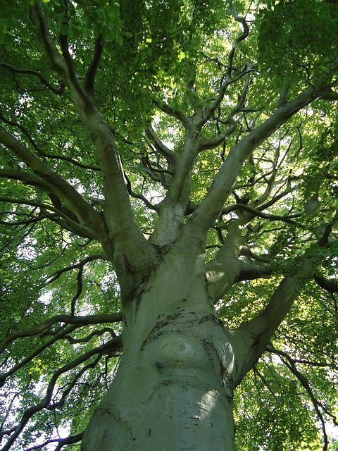 Free download Mature Beech Tree -  free photo or picture to be edited with GIMP online image editor