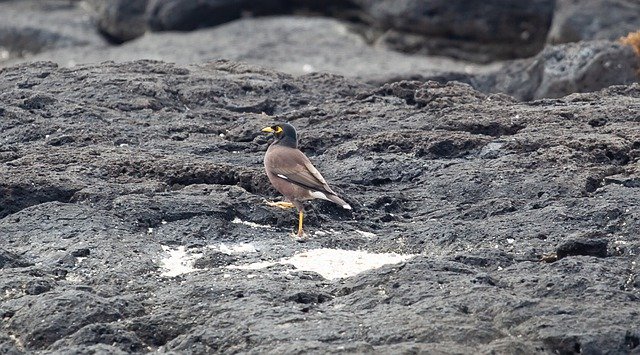 Free download Mauritius Mynah Bird Indian Myna -  free photo or picture to be edited with GIMP online image editor