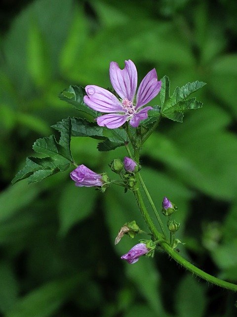 Free download Mauve Flower Nature -  free photo or picture to be edited with GIMP online image editor