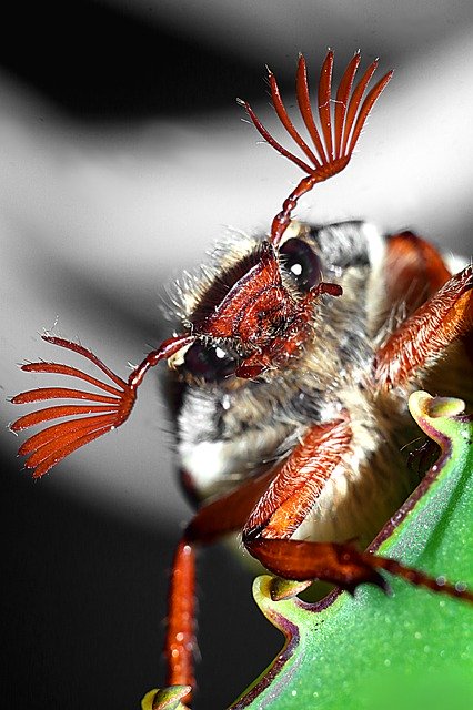 Free download Maybug Macro Antennae -  free photo or picture to be edited with GIMP online image editor