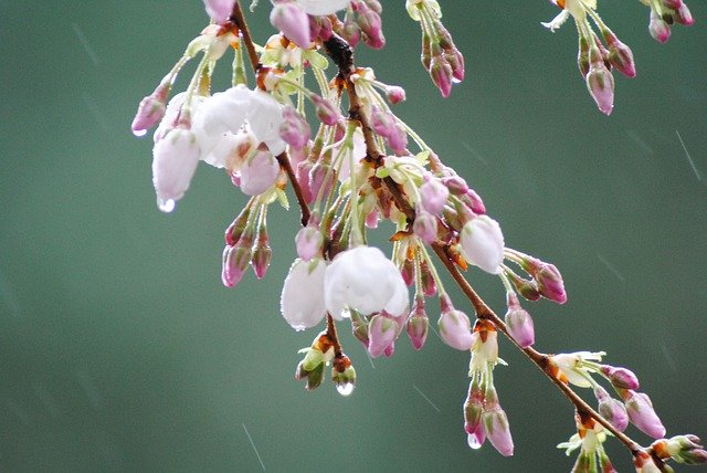 Free download May Flowers Rain Blossom Cherry -  free photo or picture to be edited with GIMP online image editor