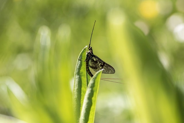 Free download mayfly insect leaf wings plant free picture to be edited with GIMP free online image editor