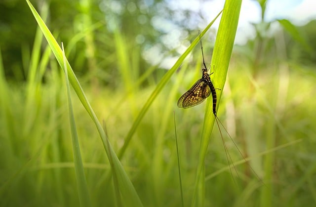 Free download mayfly insect nature entomology free picture to be edited with GIMP free online image editor