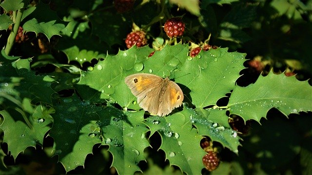 Free download Meadow Brown Butterfly After The -  free photo or picture to be edited with GIMP online image editor