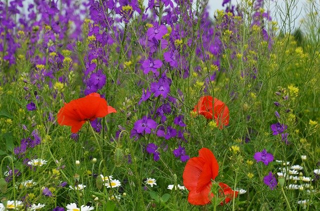 Free download Meadow CrowS-Feet Poppy -  free photo or picture to be edited with GIMP online image editor