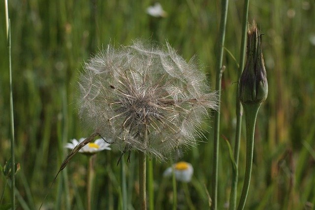 Free download Meadow Dandelion Nature -  free photo or picture to be edited with GIMP online image editor