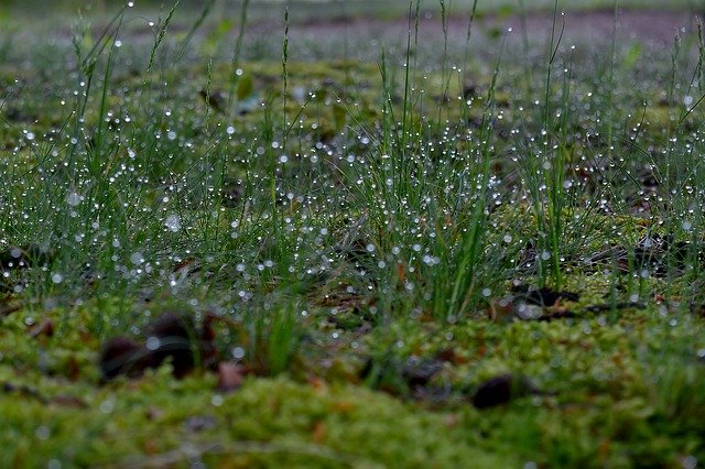 Free download Meadow Dewdrop Nature -  free photo or picture to be edited with GIMP online image editor