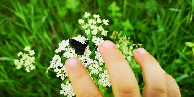 Free download Meadow Flower Butterfly -  free photo or picture to be edited with GIMP online image editor