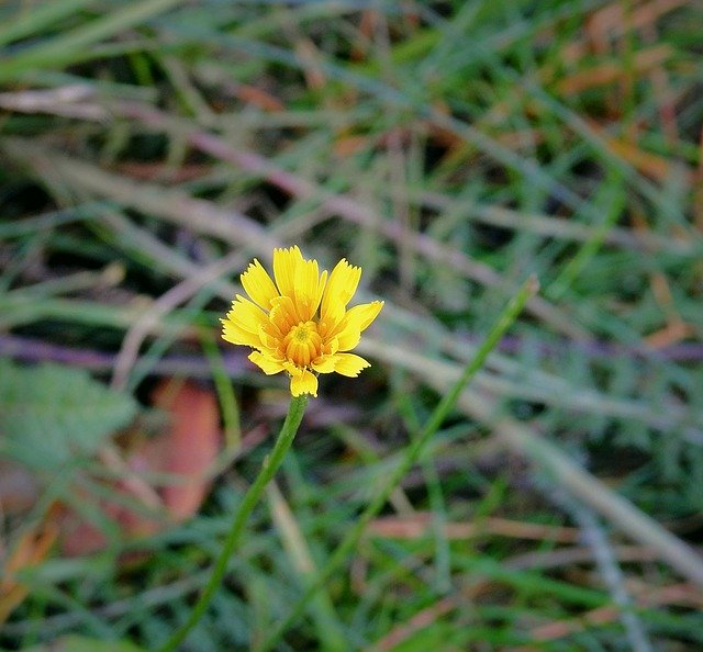 Free download Meadow Flower Nature -  free photo or picture to be edited with GIMP online image editor