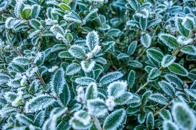 Free download Meadow Frost Winter -  free photo or picture to be edited with GIMP online image editor