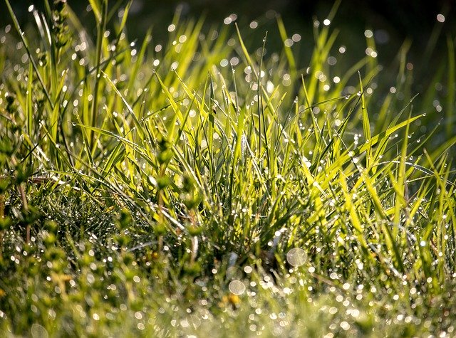 Free download Meadow Grass Dewdrop -  free photo or picture to be edited with GIMP online image editor