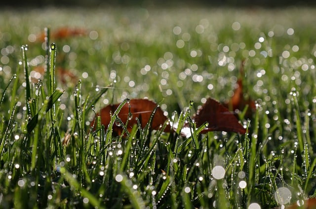 Free download meadow grass dew drops dewdrop free picture to be edited with GIMP free online image editor