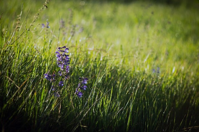 Free download meadow grass flowers sage field free picture to be edited with GIMP free online image editor