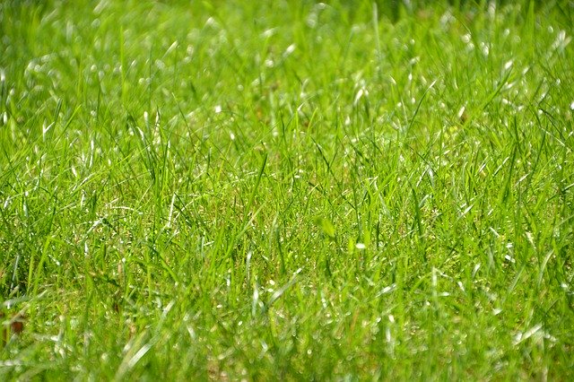 Free download Meadow Grass Rush -  free photo or picture to be edited with GIMP online image editor