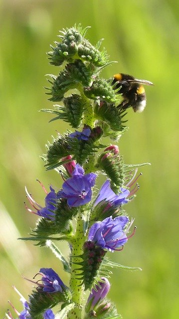 Free download Meadow Hummel Blossom -  free photo or picture to be edited with GIMP online image editor