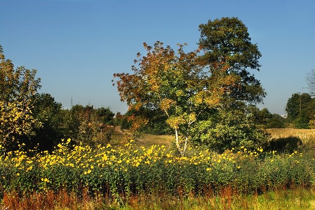 Free download Meadow Jeśień Flowers -  free photo or picture to be edited with GIMP online image editor