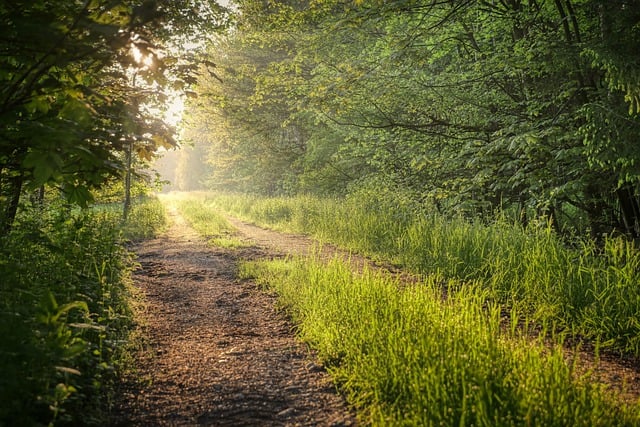 Free download meadow path trees grass sunrise free picture to be edited with GIMP free online image editor