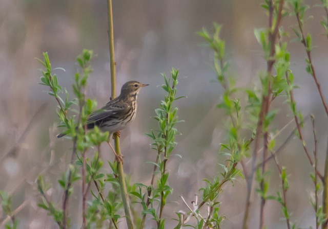 Free download meadow pipit anthus pratensis free picture to be edited with GIMP free online image editor