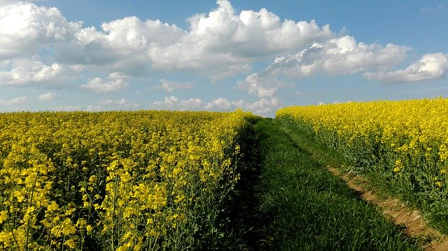 Free download Meadow Rapeseed Field -  free photo or picture to be edited with GIMP online image editor