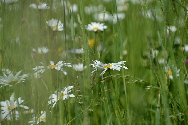 Free download Meadow Ruddy White -  free photo or picture to be edited with GIMP online image editor