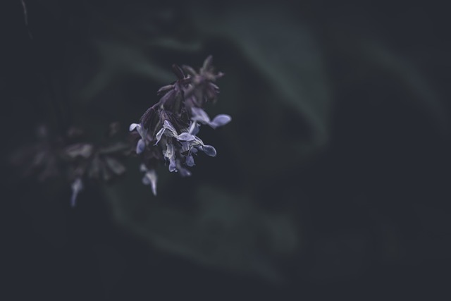 Free download meadow sage meadow flowers clary free picture to be edited with GIMP free online image editor