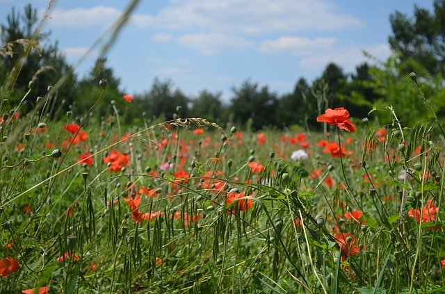 Free download Meadow Spring Flower -  free photo or picture to be edited with GIMP online image editor