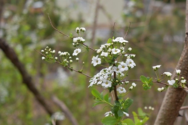 Free download Meadowsweet Flower -  free photo or picture to be edited with GIMP online image editor