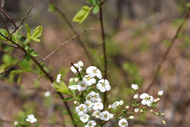 Free download Meadowsweet Flower Flowers Nikon -  free photo or picture to be edited with GIMP online image editor