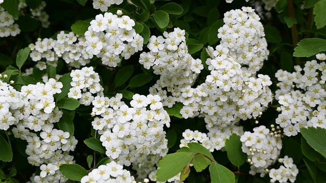 Free download meadowsweet flowers bush spring free picture to be edited with GIMP free online image editor