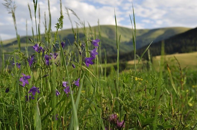 Free download Meadow The Carpathians Field -  free photo or picture to be edited with GIMP online image editor