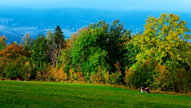 Free download meadow trees landscape cow grazing free picture to be edited with GIMP free online image editor