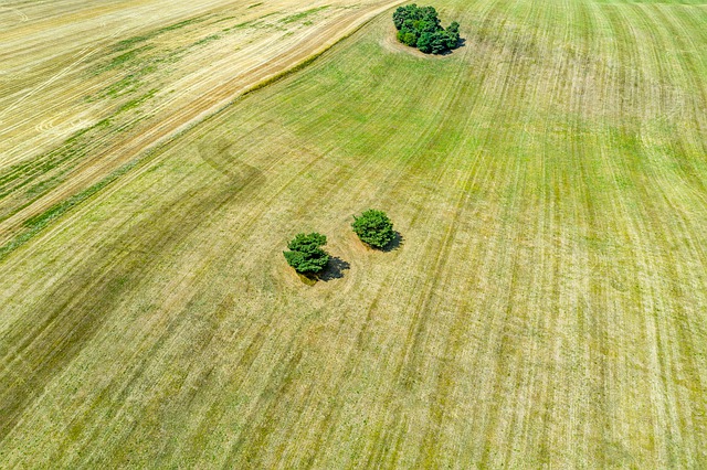 Free download meadow trees lonely nature grass free picture to be edited with GIMP free online image editor