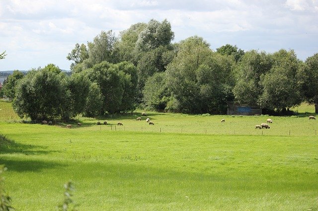 Free download Meadow Trees Summer -  free photo or picture to be edited with GIMP online image editor